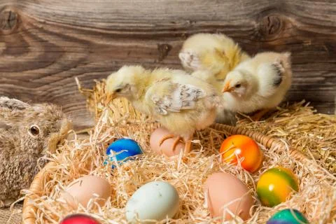 Young easter chicks in the nest Stock Photos