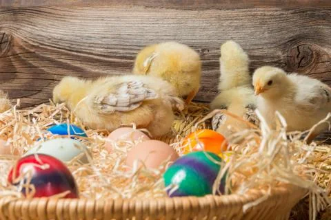 Young easter chicks in the nest Stock Photos