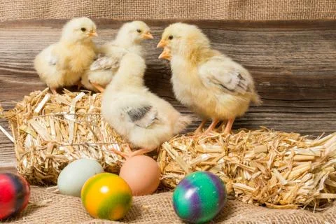 Young easter chicks in the nest Stock Photos