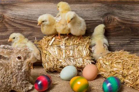 Young easter chicks in the nest Stock Photos