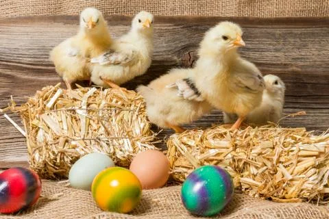 Young easter chicks in the nest Stock Photos