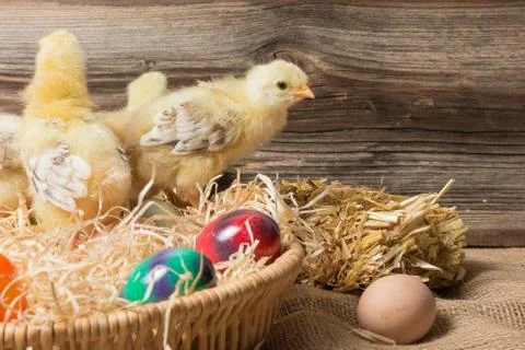 Young easter chicks in the nest Stock Photos