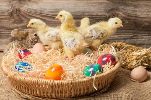 Young easter chicks in the nest Stock Photos