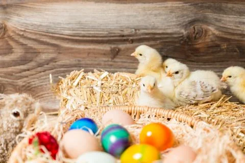 Young easter chicks in the nest Stock Photos