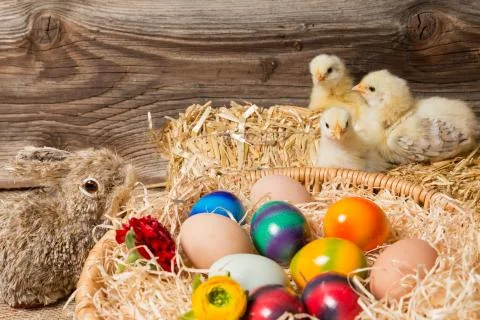 Young easter chicks in the nest Stock Photos