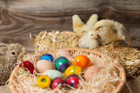 Young easter chicks in the nest Stock Photos