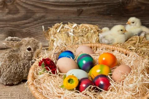 Young easter chicks in the nest Stock Photos