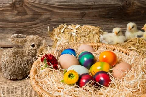 Young easter chicks in the nest Stock Photos
