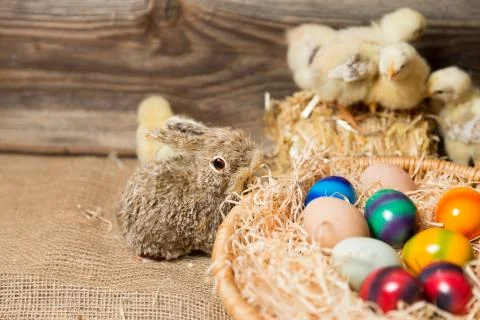 Young easter chicks in the nest Stock Photos