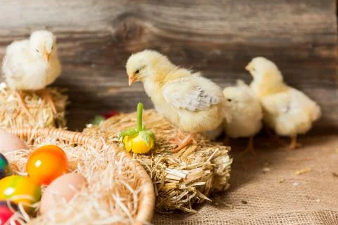 Young easter chicks in the nest Stock Photos