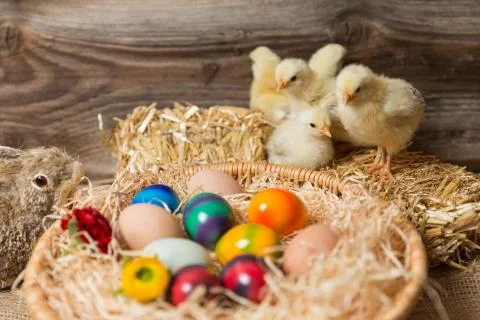 Young easter chicks in the nest Stock Photos