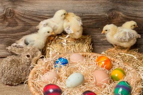 Young easter chicks in the nest Stock Photos