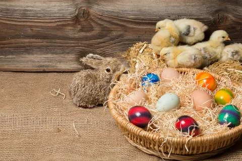 Young easter chicks in the nest Stock Photos