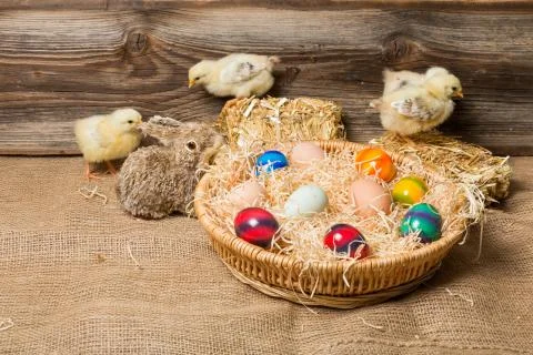Young easter chicks in the nest Stock Photos