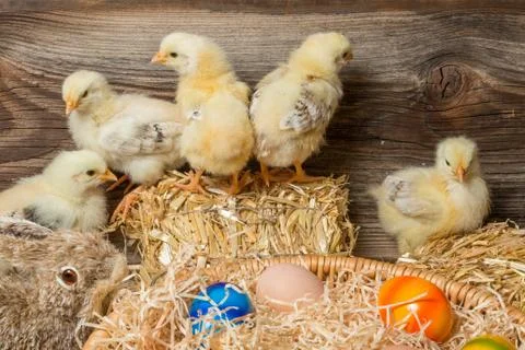 Young easter chicks in the nest Stock Photos