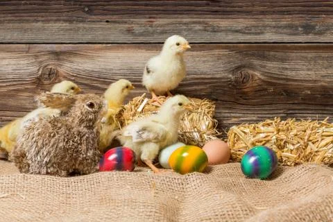 Young easter chicks in the nest Stock Photos