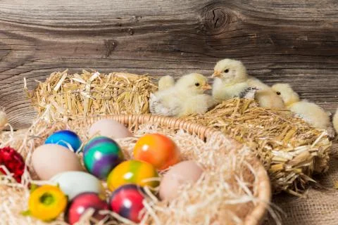 Young easter chicks in the nest Stock Photos