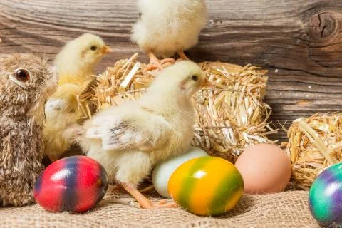 Young easter chicks in the nest Stock Photos