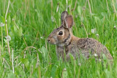 A young Eastern Cottontail in the grass 写真素材