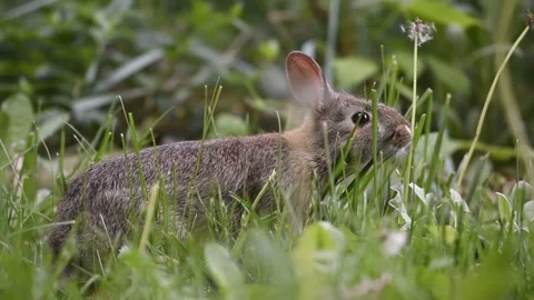 Young Eastern Cottontail rabbit feasts on dandelions Stock Footage