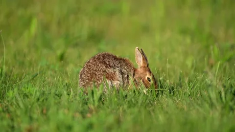 A Young Eastern Cottontail Rabbit Feeding in the Grass Stock Footage 205584717