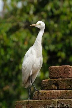 Young eastern egret standing on a brick wall, indonesia Stock Photos