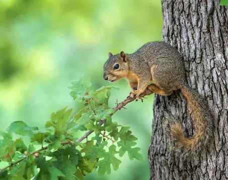 Young Eastern Fox squirrel sitting on an oak tree branch Stock Photos
