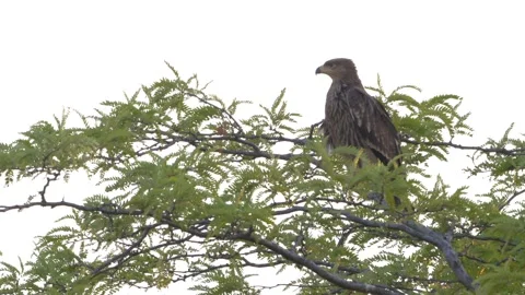 A young Eastern Imperial Eagle Aquila heliaca perches on a tree branch. Stock-Footage 317119918