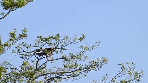 A young Eastern Imperial Eagle Aquila heliaca perches on a tree branch Stock-Footage 318040920