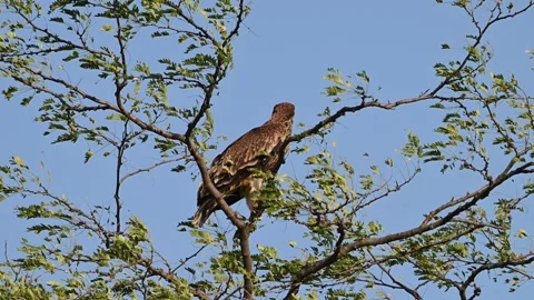 A young Eastern Imperial Eagle Aquila in the wild Slow motion. Stock-Footage 318041332