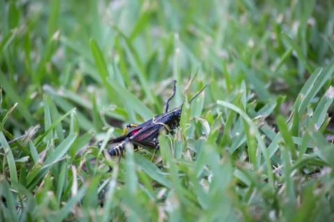 Young Eastern Lubber Grasshopper Stock Photos