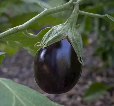 Young Eggplant Foto stock