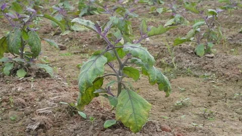 Young eggplant plant Stock-Footage 332566853