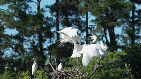 Young egrets trying to get food from parent while perched above nest in trees Stock Footage 336489698