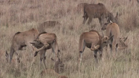 Young eland cleaning themselves Stock Footage 27342841