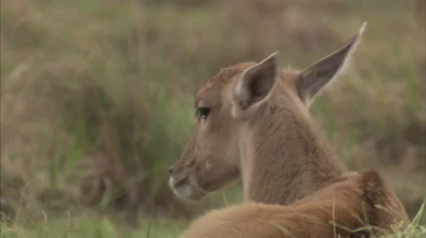 Young eland resting Stock Footage 27342792