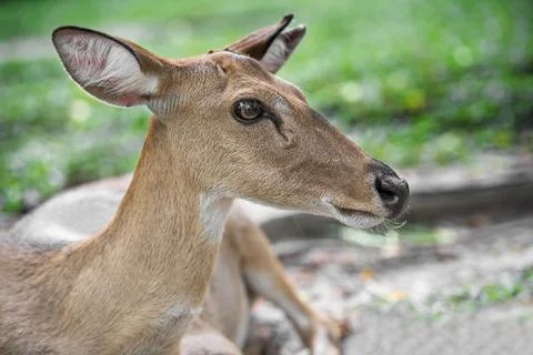 Young eld deer Stock Photos