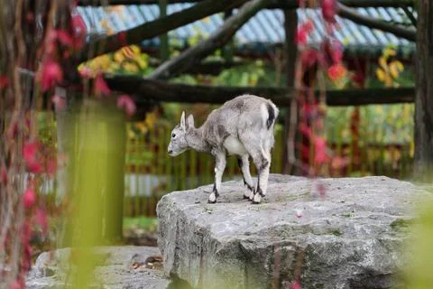 Young Eld's deer on a rock. Fotos de archivo