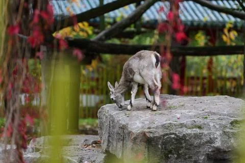 Young Eld's deer on a rock. Fotos de archivo