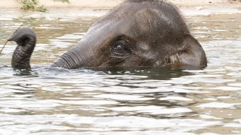 Young elephant bathing. Closeup. Stock Footage 110998497