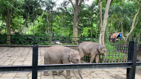 Young elephant behind the bars Stock-Footage 160624963