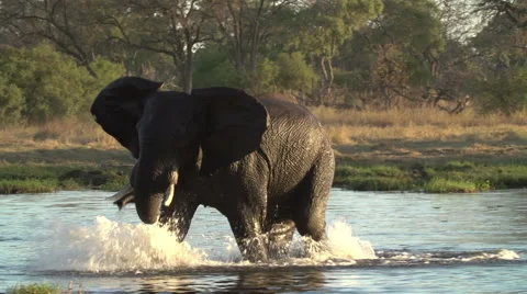 Young elephant bull playing and splashing in river in Okavango Delta Stock Footage 46375448