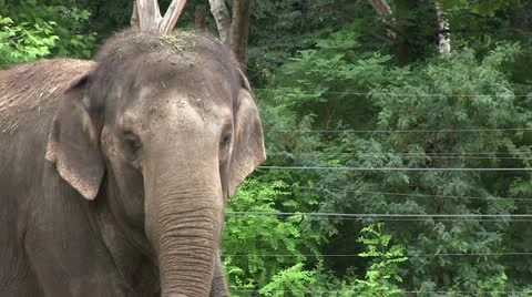 Young elephant in cage Stock Footage