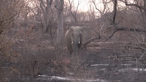 Young Elephant Calf Stock Footage 98158174