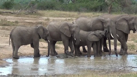 Young elephant calf having fun in the water. Stock Footage 71831771