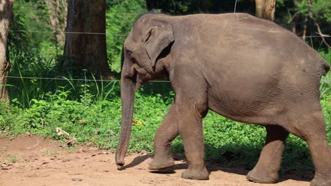 Young Elephant Calf Walks Through a Sunny Natural Sanctuary with Lush Greenery Video stock 332064188