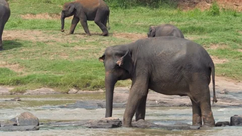 Young elephant cooling down in river, pinnawala elephant orphanage Stock Footage 307938058