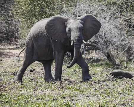 Young elephant demonstrates aggression by spreading its ears wide and raisi.. Stock Photos
