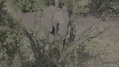 Young Elephant Eating Shrub – Tracking Shot from Safari Vehicle 스톡 동영상 311513382