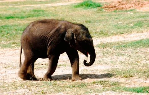 Young elephant elephas maximums in Mysore zoo, Karnataka, India Stock-Fotos